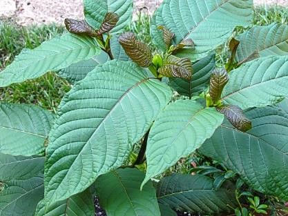 10_Kratom 10_Kratom