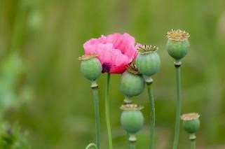 2_Opium Poppy 2_Opium Poppy
