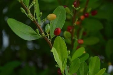 3_Coca Plant 3_Coca Plant
