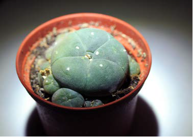 4_Peyote Cactus 4_Peyote Cactus